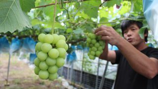 甘さ十分、御厨ぶどう出荷始まる | JAながさき西海