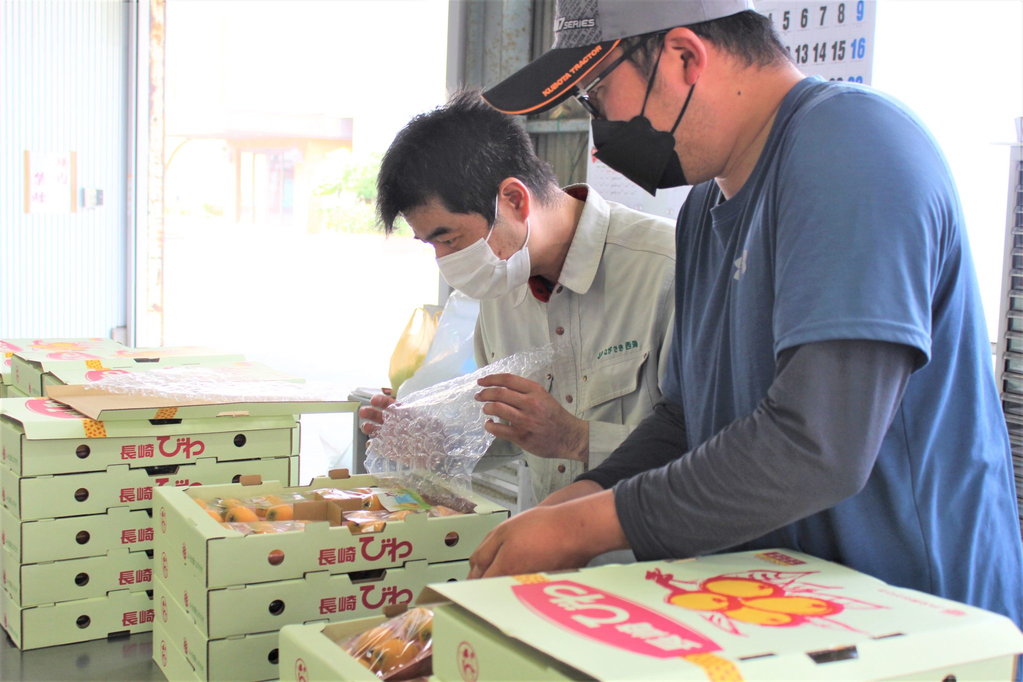 ハウスびわ出荷最盛期迎える／させぼ北部営農経済センター JAながさき西海