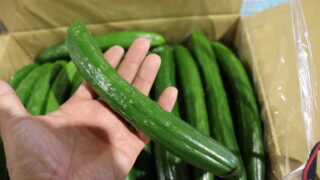 きゅうり 宮崎県産きゅうり(5kg)野菜 やさい 旬 新鮮 サラダ キュウリ 胡瓜 冷蔵