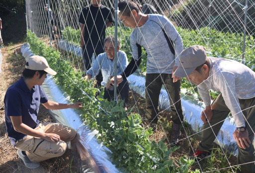 スナップエンドウ現地検討会を開く