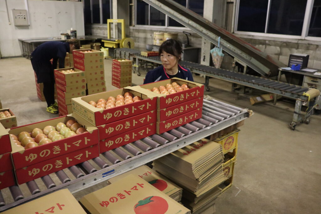 想いが詰まった「ゆのきトマト」出荷