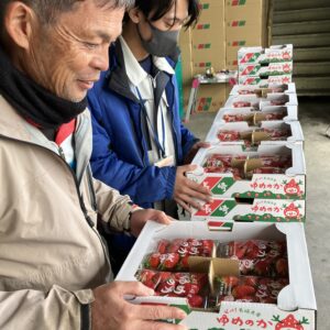 クリスマスに美味しいイチゴを消費者へ