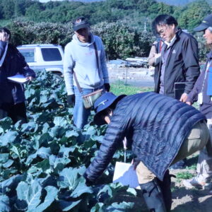 ブロッコリー現地検討会を開催