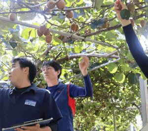 キウイ部会　現地検討会を開催