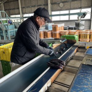 ハウスナス効率化で出荷安定