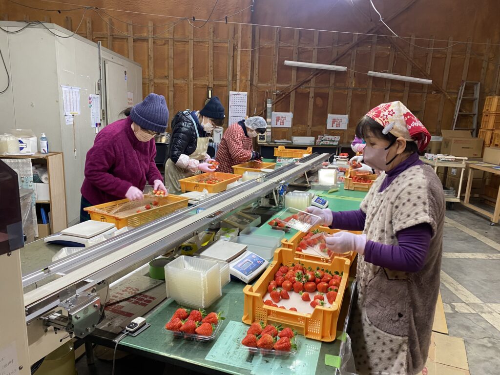 イチゴパッケージセンター稼働🍓