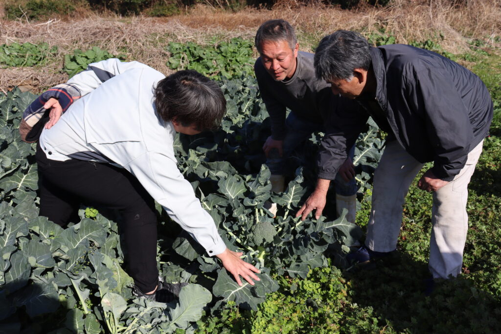 ブロッコリー出荷順調！